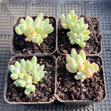 Pachyphytum hookeri Kyobijin