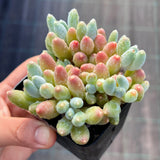 Pachyphytum hookeri Kyobijin