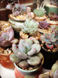 Handmade succulent pot colour glaze