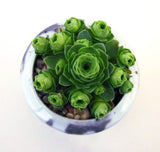 Aeonium aureum (also known as greenovia aurea/aureum) 'green rose buds‘ 山地玫瑰 Melbourne Australia MELBOURNE SYDNEY ADELAIDE QUEENSLAND CANBERRA VICTORIA NSW QUEENSLAND SOUTH AUSTRALIA ACT SUCCULENT 多肉 墨尔本 维多利亚 澳洲 澳大利亚 悉尼 新南威尔士 阿德莱德 南澳 昆士兰 布里斯本 黄金海岸 多肉植物 堪培拉 山地玫瑰