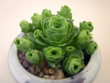 Aeonium aureum (also known as greenovia aurea/aureum) 'green rose buds‘ 山地玫瑰 Melbourne AustraliaAeonium aureum (also known as greenovia aurea/aureum) 'green rose buds‘ 山地玫瑰 Melbourne Australia MELBOURNE SYDNEY ADELAIDE QUEENSLAND CANBERRA VICTORIA NSW QUEENSLAND SOUTH AUSTRALIA ACT SUCCULENT 多肉 墨尔本 维多利亚 澳洲 澳大利亚 悉尼 新南威尔士 阿德莱德 南澳 昆士兰 布里斯本 黄金海岸 多肉植物 堪培拉 山地玫瑰