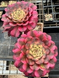 Aeonium twilight