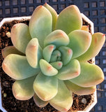 Echeveria girl talk