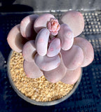 pachyphytum bracteosum