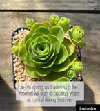 Aeonium aureum 'green rose buds'