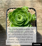 Aeonium aureum 'green rose buds'