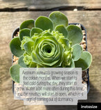 Aeonium aureum 'green rose buds'