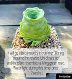 Aeonium aureum 'green rose buds'