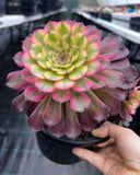 Aeonium twilight