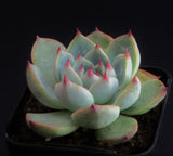 Echeveria Chihuahuensis 吉娃娃 Melbourne Australia