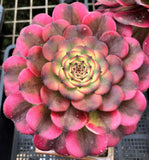 Aeonium twilight