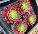 Aeonium fiesta