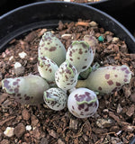 Adromischus Cooperi v. Festivus 海豹 Melbourne Australia MELBOURNE SYDNEY ADELAIDE QUEENSLAND CANBERRA VICTORIA NSW QUEENSLAND SOUTH AUSTRALIA ACT SUCCULENT 多肉 墨尔本 维多利亚 澳洲 澳大利亚 悉尼 新南威尔士 阿德莱德 南澳 昆士兰 布里斯本 黄金海岸 多肉植物 堪培拉