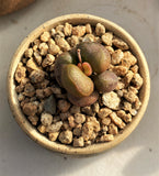 Adromischus Marianiae little spheroid