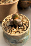Adromischus Marianiae little spheroid