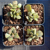 Adromischus cooperi silver tube