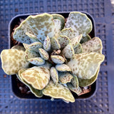 Adromischus cooperi silver tube