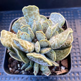 Adromischus cooperi silver tube