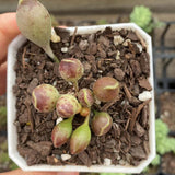 Adromischus clavifolius