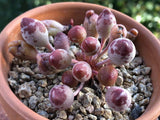 Adromischus clavifolius