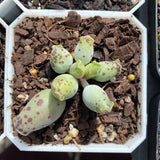 Adromischus Cooperi v. Festivus