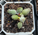 Adromischus Cooperi v. Festivus