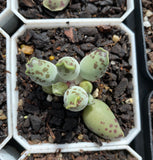 Adromischus Cooperi v. Festivus