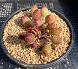 Adromischus clavifolius