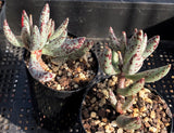 Adromischus filicaulis (grey form)