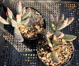 Adromischus filicaulis (grey form)