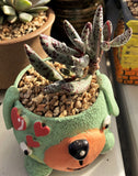 Adromischus filicaulis (grey form)
