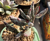 Adromischus filicaulis (grey form)