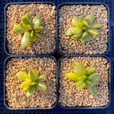 Adromischus hemisphaericus variegata