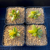 Adromischus hemisphaericus variegata