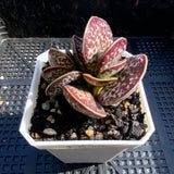 Adromischus maculatus