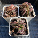 Adromischus maculatus