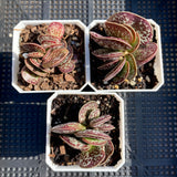 Adromischus maculatus