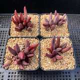 Adromischus marianiae - Red Mutation