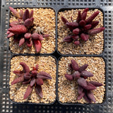 Adromischus marianiae - Red Mutation