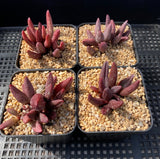 Adromischus marianiae - Red Mutation