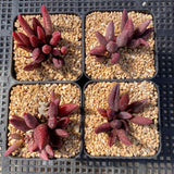 Adromischus marianiae - Red Mutation