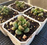 Adromischus marianiae Tanqua 枣泥水泡 MELBOURNE SYDNEY ADELAIDE QUEENSLAND CANBERRA VICTORIA NSW QUEENSLAND SOUTH AUSTRALIA ACT SUCCULENT 多肉 墨尔本 维多利亚 澳洲 澳大利亚 悉尼 新南威尔士 阿德莱德 南澳 昆士兰 布里斯本 黄金海岸 多肉植物 堪培拉