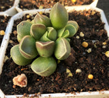 Adromischus marianiae Tanqua 枣泥水泡 MELBOURNE SYDNEY ADELAIDE QUEENSLAND CANBERRA VICTORIA NSW QUEENSLAND SOUTH AUSTRALIA ACT SUCCULENT 多肉 墨尔本 维多利亚 澳洲 澳大利亚 悉尼 新南威尔士 阿德莱德 南澳 昆士兰 布里斯本 黄金海岸 多肉植物 堪培拉