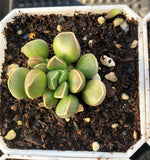 Adromischus marianiae Tanqua