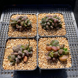 Adromischus marianiae Tanqua