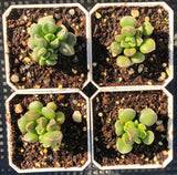 Adromischus marianiae Tanqua