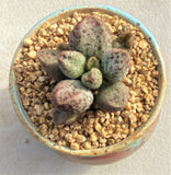 Adromischus coffee beans