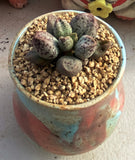 Adromischus coffee beans