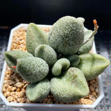 Adromischus marianiae 'Alveolatus'
