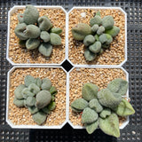 Adromischus marianiae 'Alveolatus'